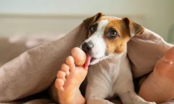 Что делать, если собака лижет вам ноги?